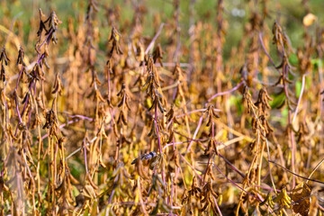 Agricultural fields with mature soybeans and harvesting equipment staged, Rural soybean fields showcasing fully ripened pods and prepared machinery for laborintensive collection