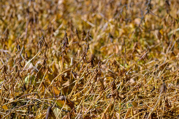 Dense mature soybean crop closeup with interwoven stems and pods, sunlit highlights, earthy palette, sustainability and organic farming context, background bokeh