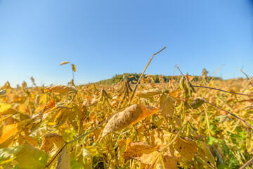 Fototapeta premium Soybean harvest imagery, Mature soybean pods and foliage, Ready soybean pods with yellow leaves closeup, Textured soybean pods and curled leaves in vibrant harvest scene