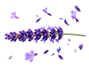 Top-Down Lavender Stem with Loose Petals Scattered, Isolated on Transparent Background (2)