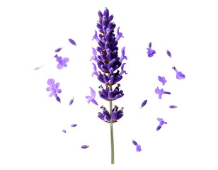 Top-Down Lavender Stem with Loose Petals Scattered, Isolated on Transparent Background
