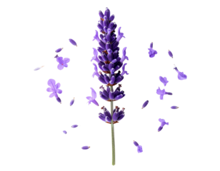 Top-Down Lavender Stem with Loose Petals Scattered, Isolated on Transparent Background