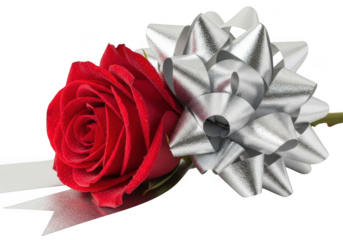 Single perfect red rose with dew drops next to a shiny silver gift bow, isolated on transparent background