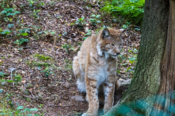Lynx boréal