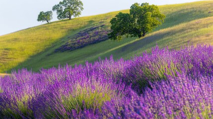 Fototapeta premium Vibrant Lavender Fields with Rustic Basket and Gentle Breeze