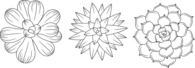 Three succulent top view line art illustrations, botanical cactus rosette outline vector set for coloring pages, tattoos, patterns, prints decor