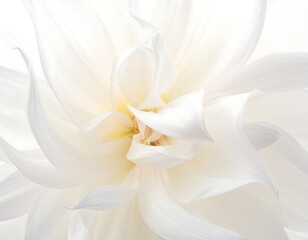 Obraz premium Close-up of a perfectly symmetrical white bloom with layered petals