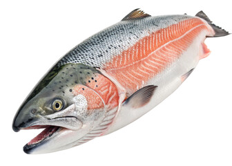 Salmon isolated on white background close up