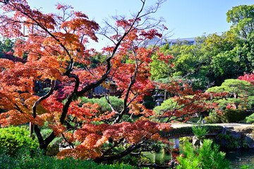 都会の楽園　神戸の相楽園の紅葉
