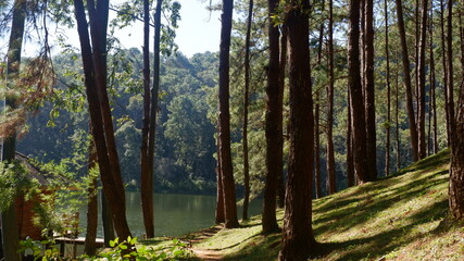 Natural scenery of lakes and pine forests at Pang Ung Reservoir, Mae Hong Son Province, Thailand