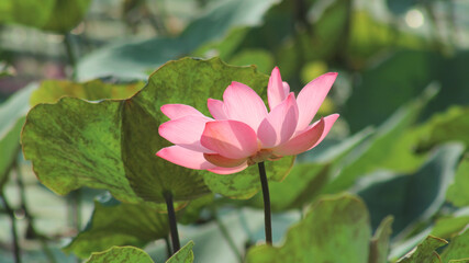 Fototapeta premium Pink lotus flower buds or Nelumbo nucifera blooming on the water surface.