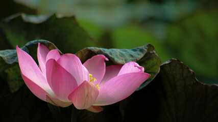 Pink lotus flower buds or Nelumbo nucifera blooming on the water surface.