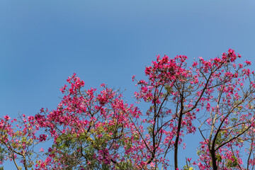 Ceiba speciosa, the floss silk tree (formerly Chorisia speciosa), is a species of deciduous tree. Los Angeles County Arboretum and Botanic Garden. Arcadia, California October

