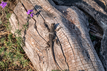 The western fence lizard (Sceloporus occidentalis) is a species of lizard . Los Angeles County Arboretum and Botanic Garden. Arcadia, California October
