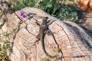 The western fence lizard (Sceloporus occidentalis) is a species of lizard . Los Angeles County Arboretum and Botanic Garden. Arcadia, California October
