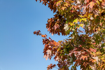 Acer saccharinum, silver maple, creek maple, silverleaf maple, soft maple, large maple, water maple. Los Angeles County Arboretum and Botanic Garden. Arcadia, California October
