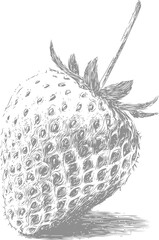 Monochrome strawberry illustration with intricate textural details and subtle shading