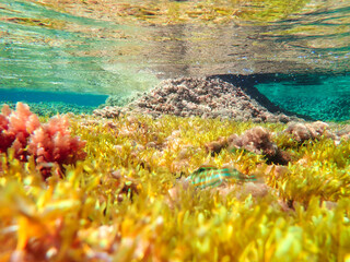 Underwater abstract background. ocean or sea surface seen from under blue water. Rays of light, abstract marine backdrop. Underwater Tropical Corals Reef with colorful sea fish. Marine life sea world.