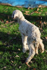 Fototapeta premium Lamb green grass.Lamb outdoors grass. The lamb was just born. High quality photo