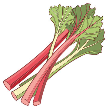 rhubarb with leaves