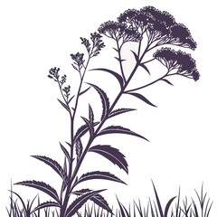 Naklejka premium eupatorium fistulosum leaves