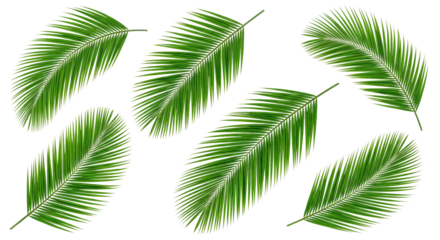 Artistic Pattern of Green Palm Fronds for Botanical Designs with Transparent Isolated Style