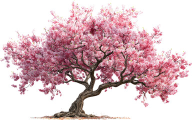 Obraz premium Blossom tree pink flower spring bloom twisted trunk isolated cutout graceful