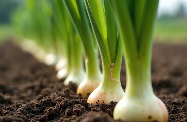 Obraz premium Rows of fresh green onion plants sprout from dark rich soil in a field. Young allium bulbs are developing underground. Vegetable crop grows in fertile earth during daytime.