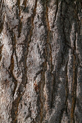 Obraz premium bark. Ginkgo biloba, commonly known as ginkgo, also known as the maidenhair tree. Los Angeles County Arboretum and Botanic Garden. Arcadia, California October