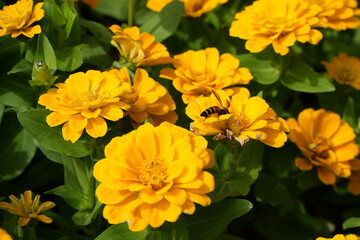 Zinnia