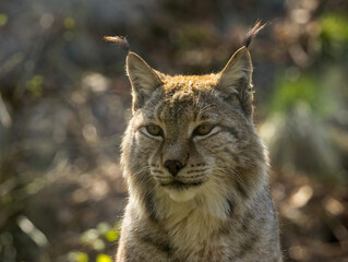 Lynx boréal