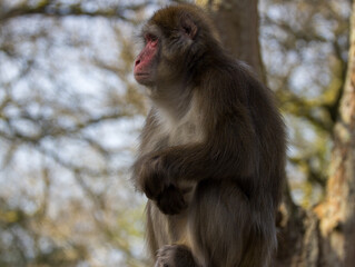 Macaque