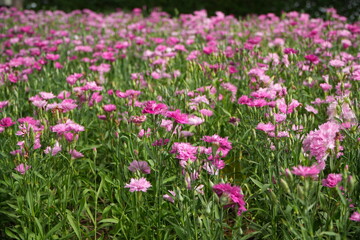 Fototapeta premium Dianthus