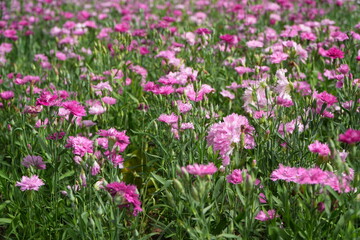 Fototapeta premium Dianthus