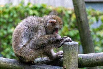 Macaque