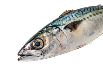 Mackerel isolated on white background close up