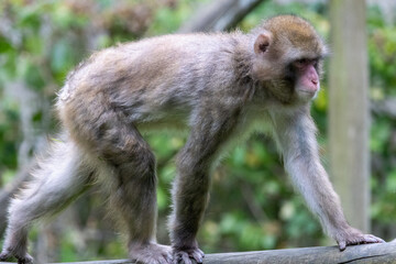 Macaque