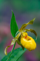 695-82 Yellow Lady Slipper with Dew Drops