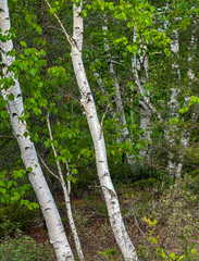 695-98 Birch Clumps
