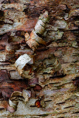 695-88 Curly Birch Bark