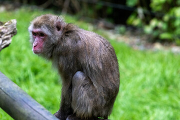 Macaque