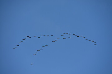 V-formation of ducks flying in the blue sky
