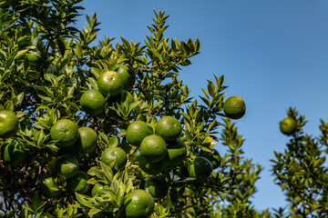 Citrus is a genus of flowering trees and shrubs in the family Rutaceae. Plants in the genus produce citrus fruits. Los Angeles County Arboretum and Botanic Garden. Arcadia, California October

