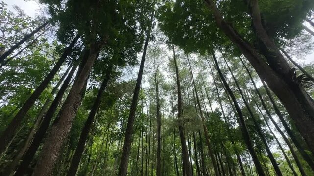 trees in the forest on a bright morning