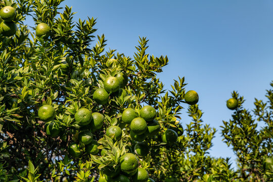 Citrus is a genus of flowering trees and shrubs in the family Rutaceae. Plants in the genus produce citrus fruits. Los Angeles County Arboretum and Botanic Garden. Arcadia, California October

