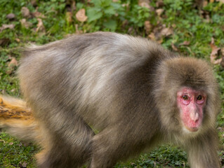 Macaque