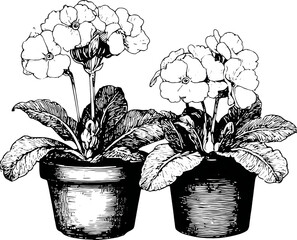 Vintage flower potted plant botanical illustration engraved black and white leaf detail