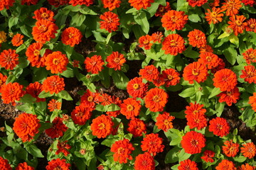 Zinnia