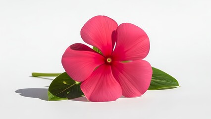 pink flower isolated on white