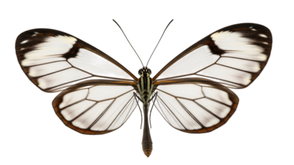 Butterfly on white background